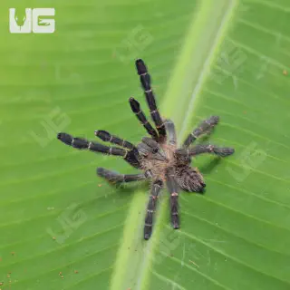 /img/15563-purple-earth-tiger-tarantula-equipment.webp