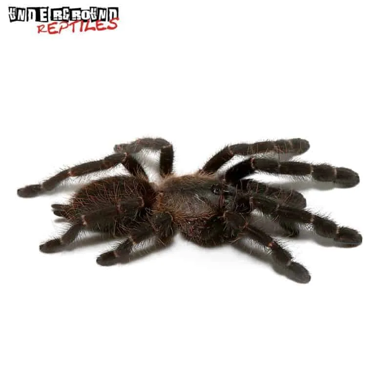 15563 purple earth tiger tarantula feeding