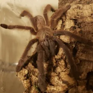 15563 purple earth tiger tarantula handling