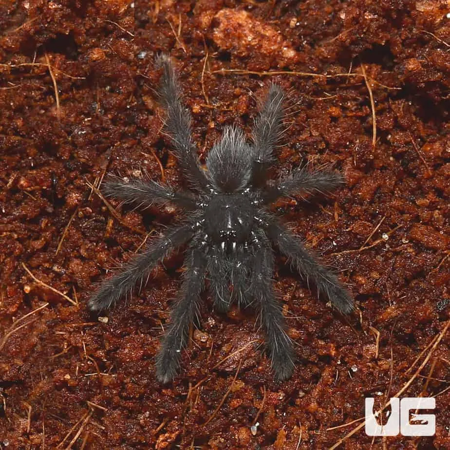 15563 purple earth tiger tarantula molting