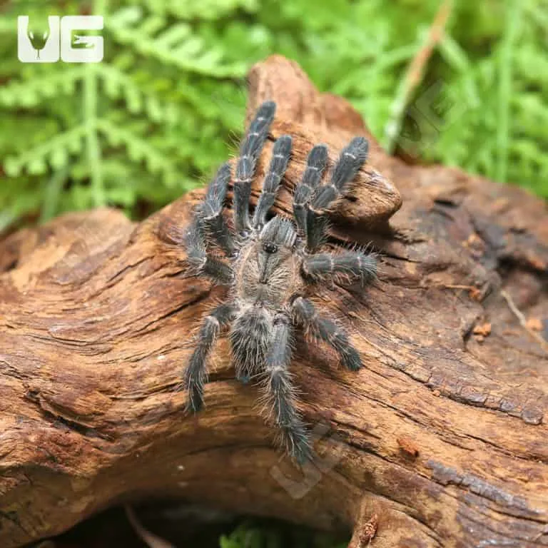 15563 purple earth tiger tarantula substrate