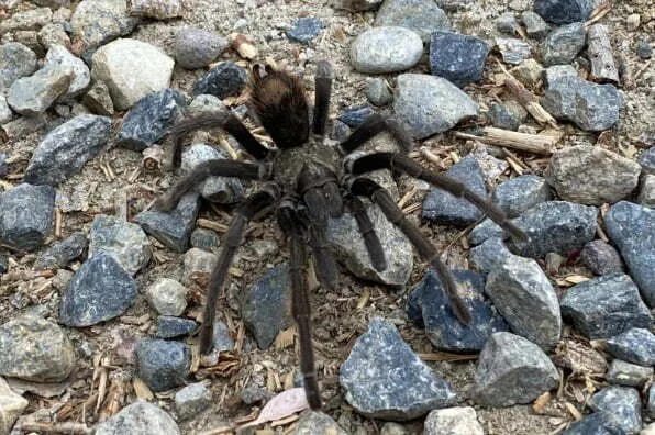 15565 coarsegold tarantula close up