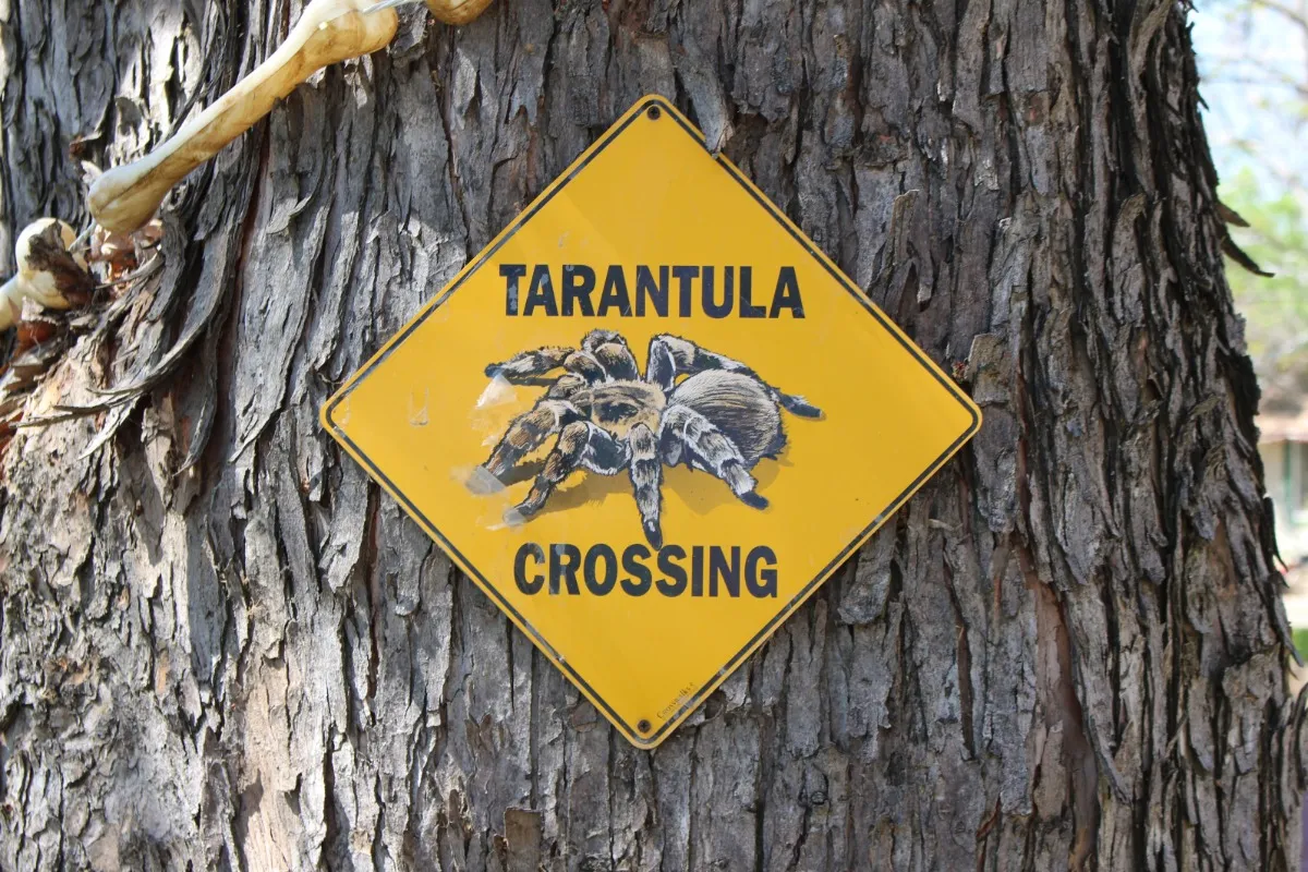 15565 coarsegold tarantula defensive