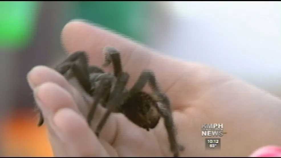 15565 coarsegold tarantula feeding