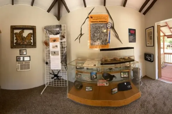 15565 coarsegold tarantula habitat