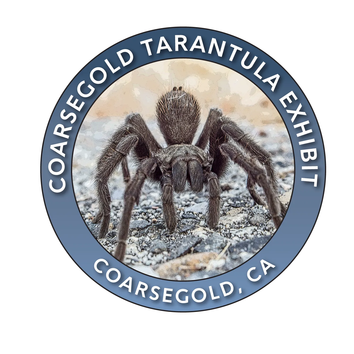 15565 coarsegold tarantula mating