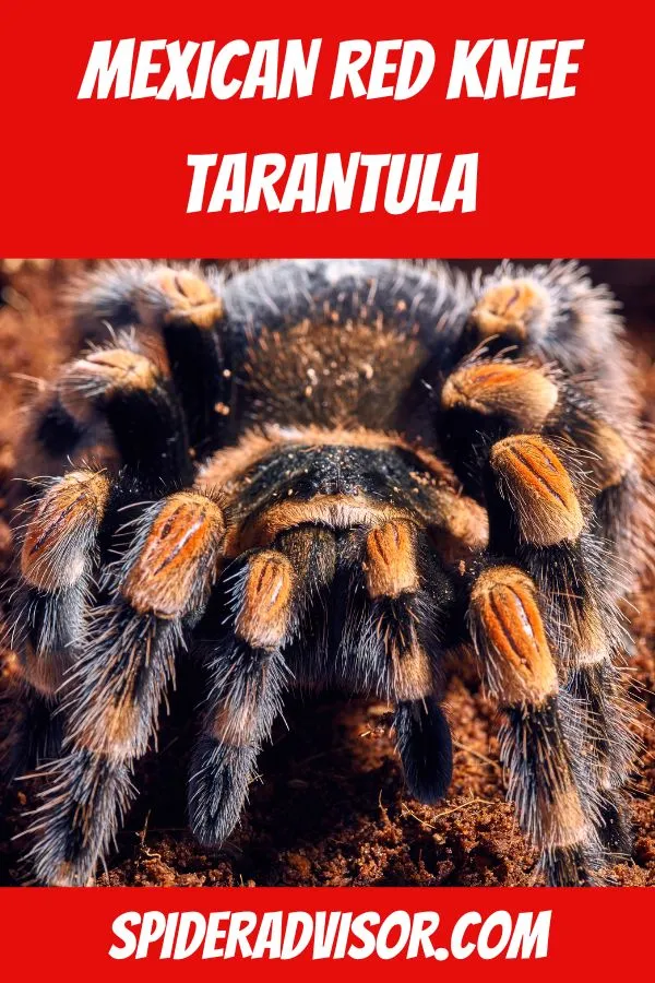 15566 tarantula handling