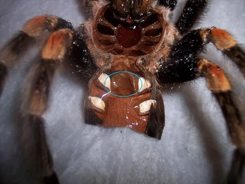 15567 tarantula sexing 4