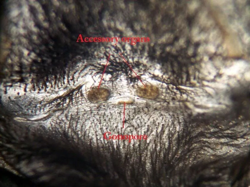 15567 tarantula sexing 5