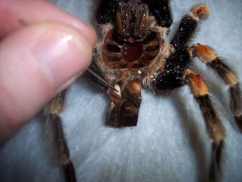 15567 tarantula sexing 6