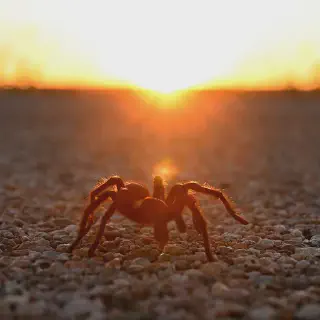 /img/15567-tarantula-sexing-7.webp
