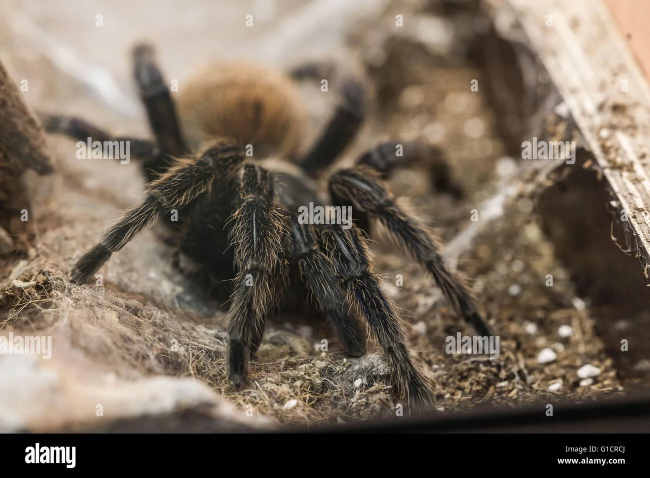 15568 tarantula bite