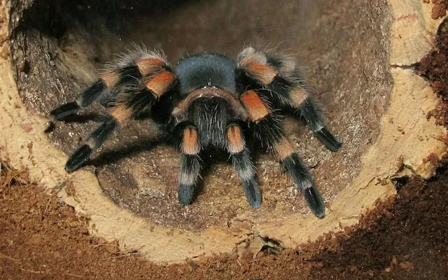 15568 tarantula care