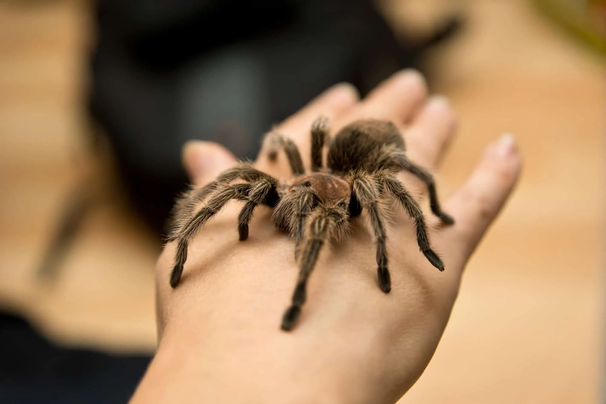 15568 tarantula feeding