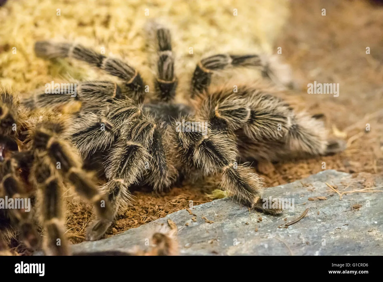 15568 tarantula habitat