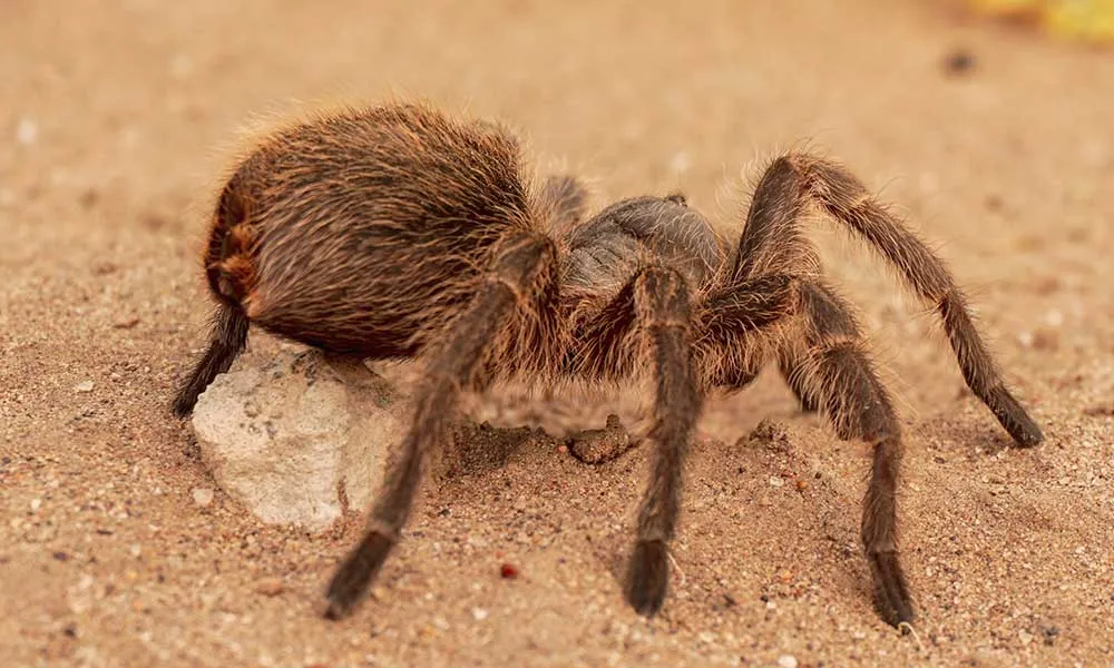 /img/15568-tarantula-housing.webp