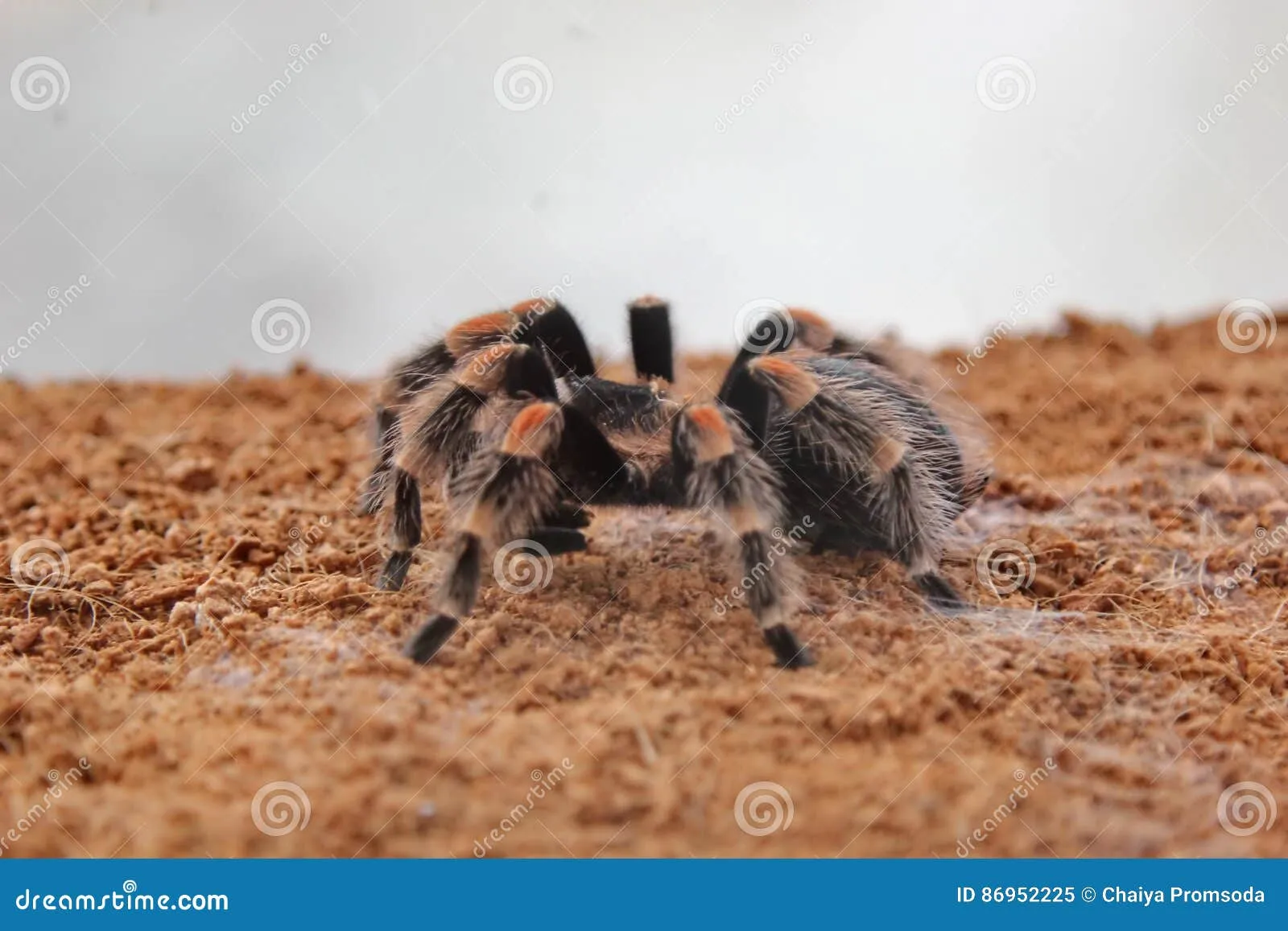 15568 tarantula species