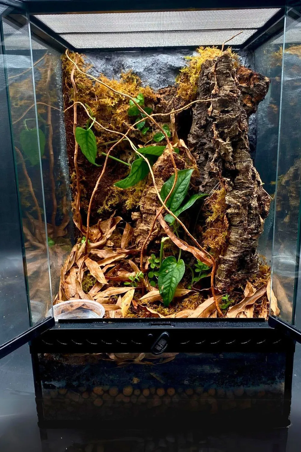 15569 tarantula enclosure setup 4