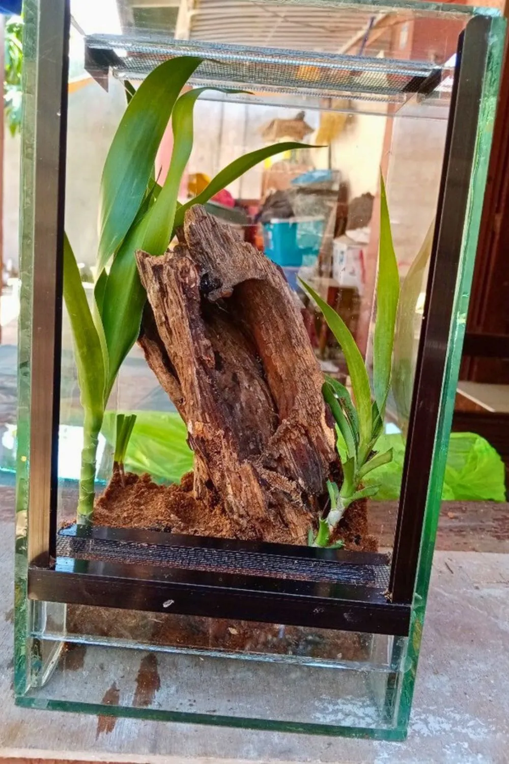 15569 tarantula enclosure setup 5