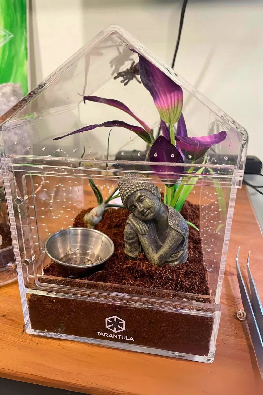 15569 tarantula enclosure setup 6