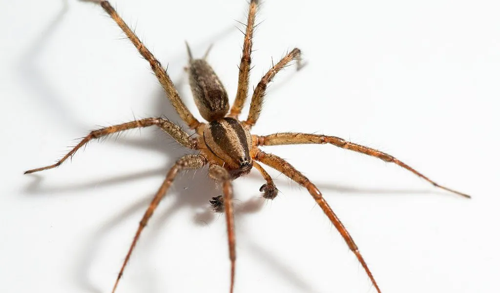 /img/15570-spider-spinnerets.webp