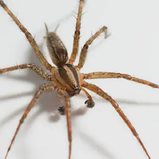 /img/15570-spider-spinnerets.webp