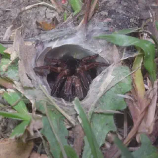 /img/15571-funnel-web-spider-map.webp
