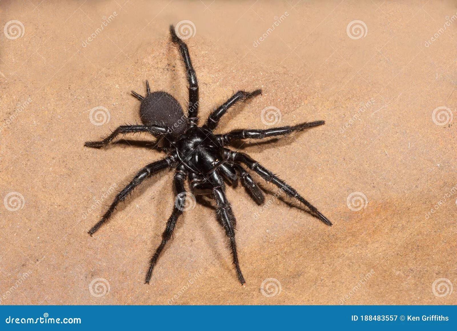 15571 spider habitat