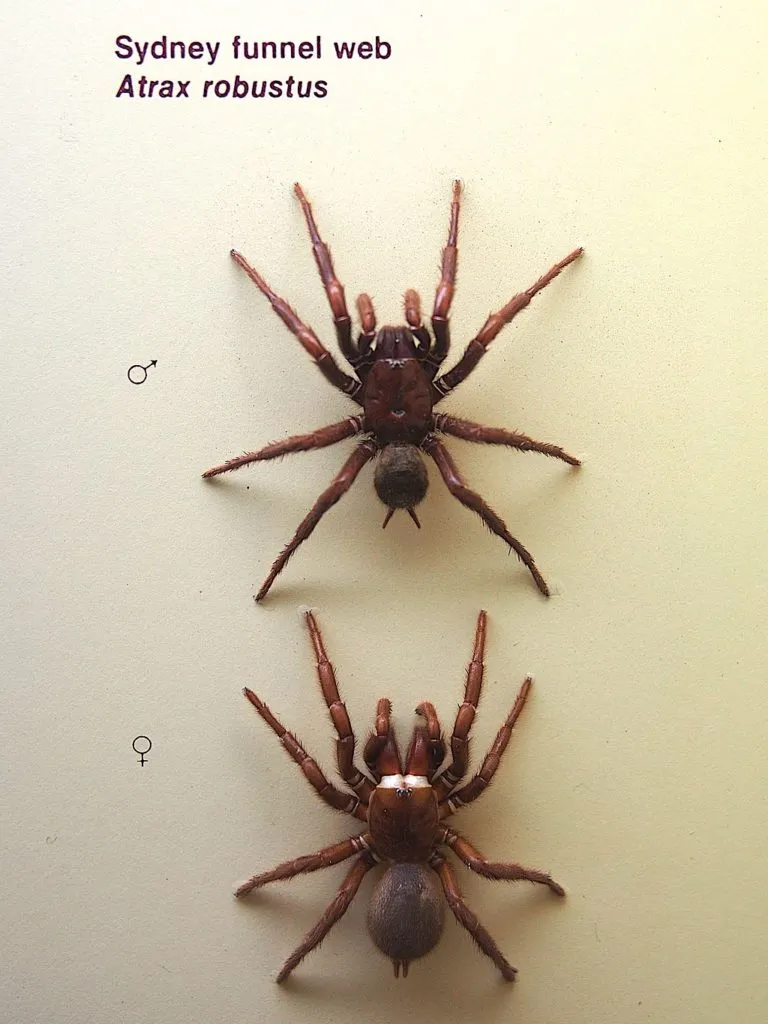 15571 spider size comparison