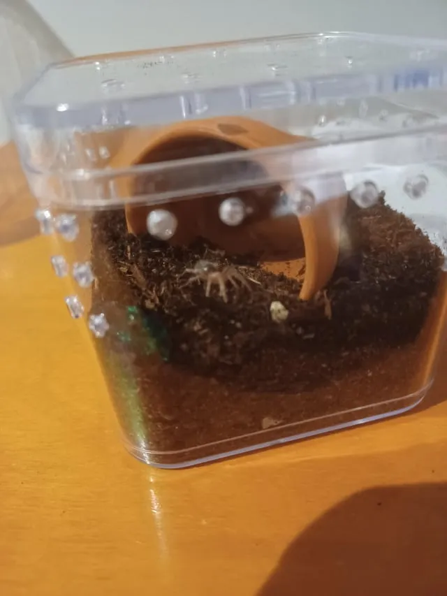 15572 brushing tarantula