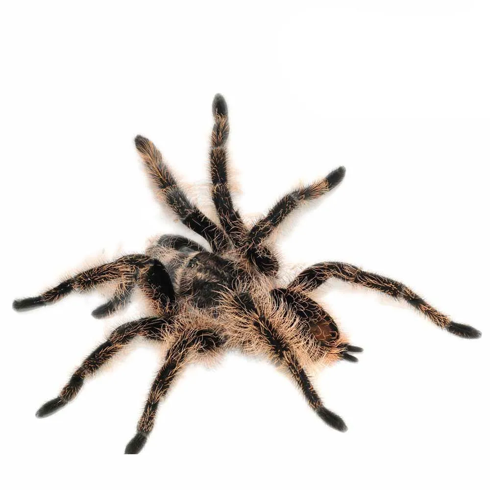 /img/15575-curly-hair-tarantula-cleaning.webp