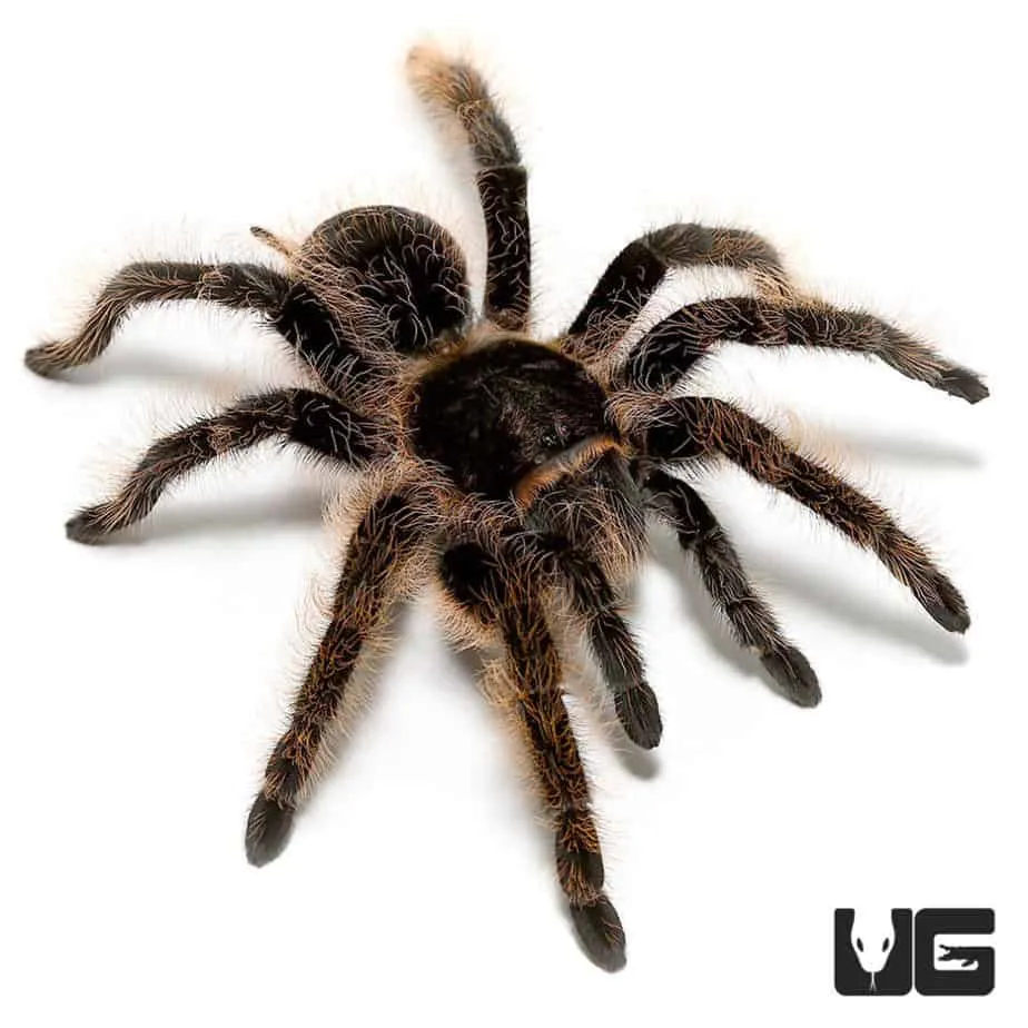 15575 curly hair tarantula silk