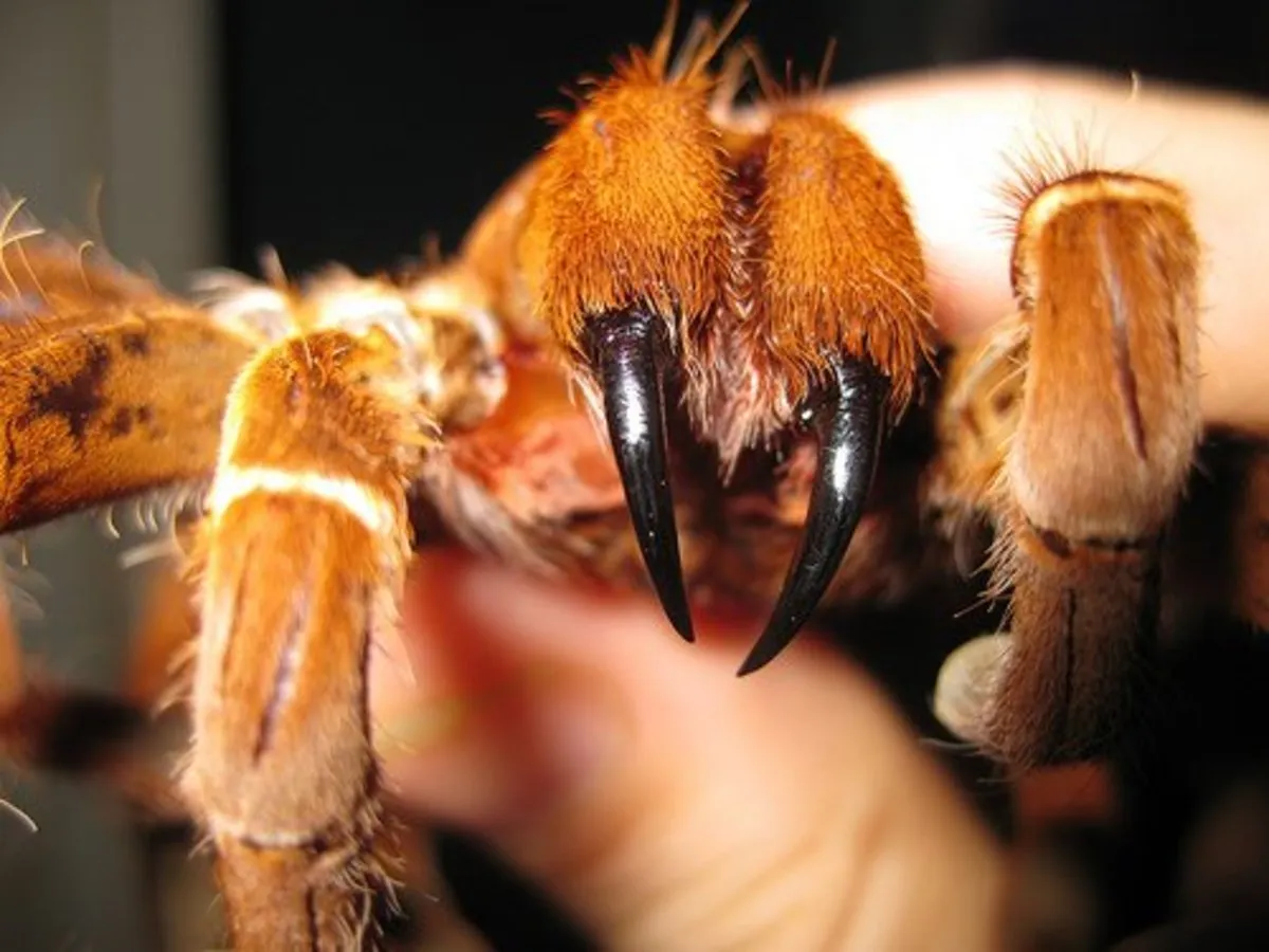 15577 preventing tarantula bites