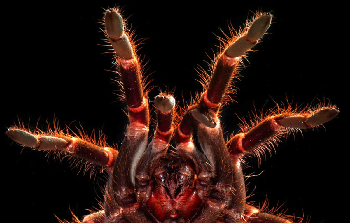 15577 spider bite vs insect bite