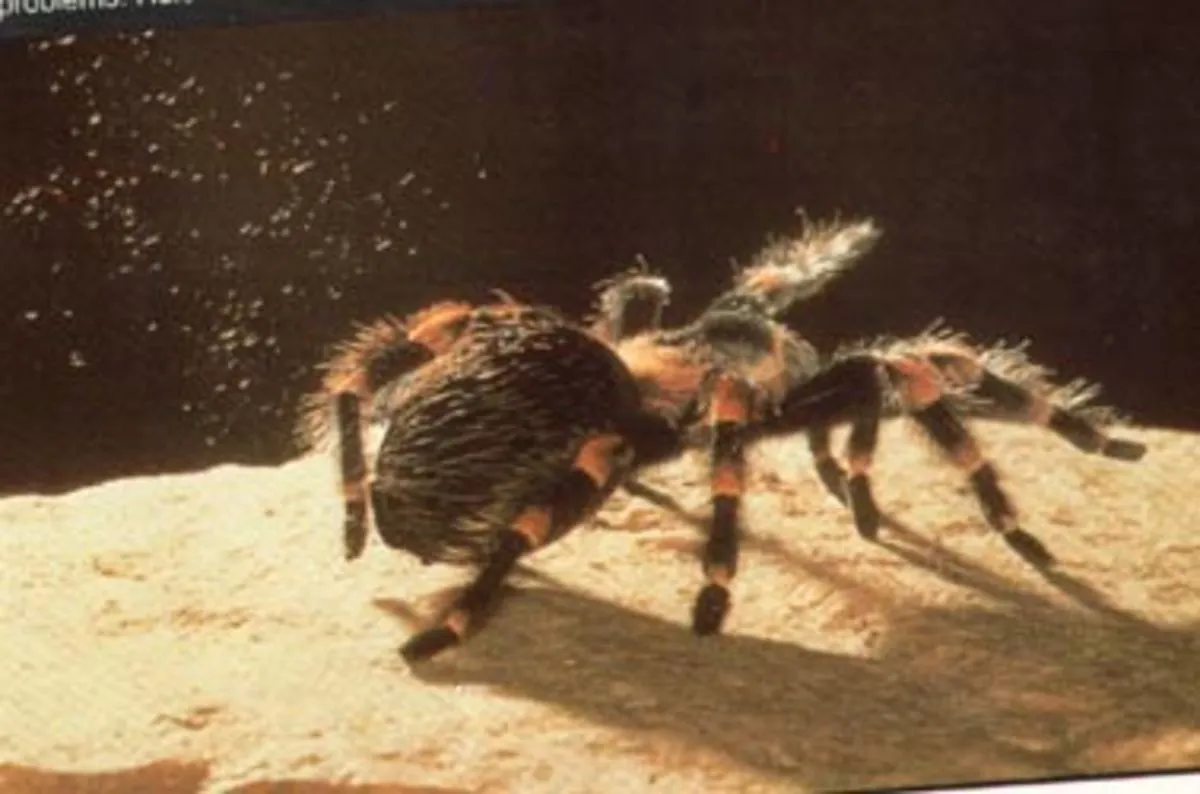 /img/15577-tarantula-bite-itching.webp
