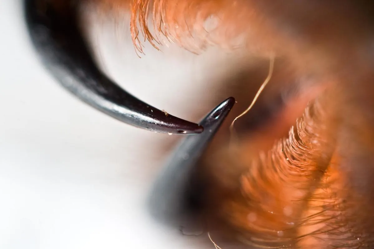 15577 tarantula bite reaction