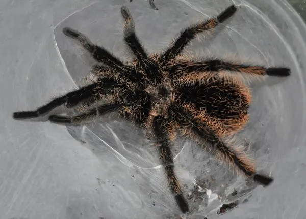 15578 tarantula enclosure