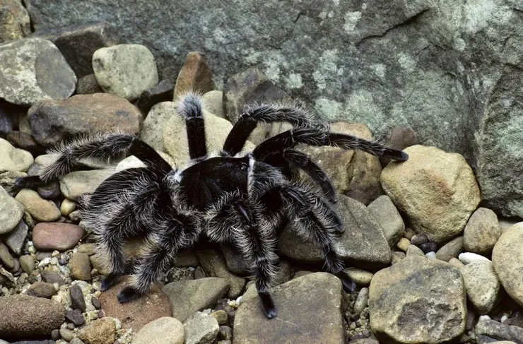 15578 tarantula feeding
