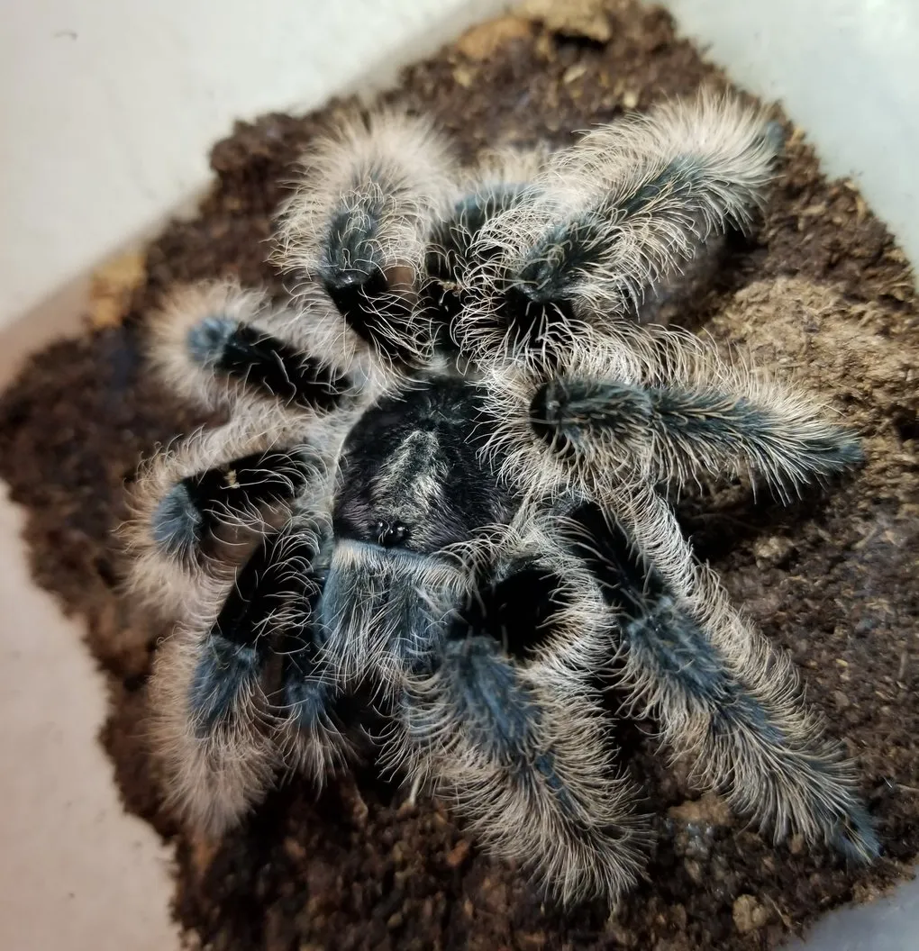 /img/15578-tarantula-molting.webp