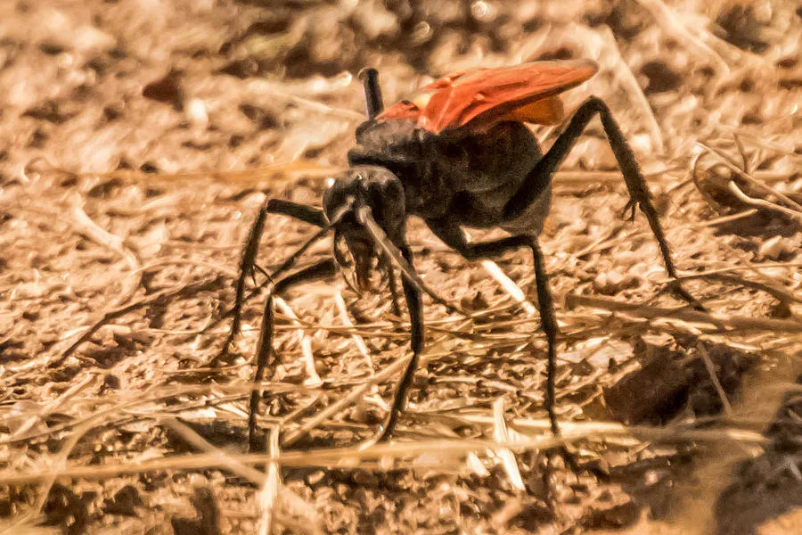 15579 tarantula characteristics