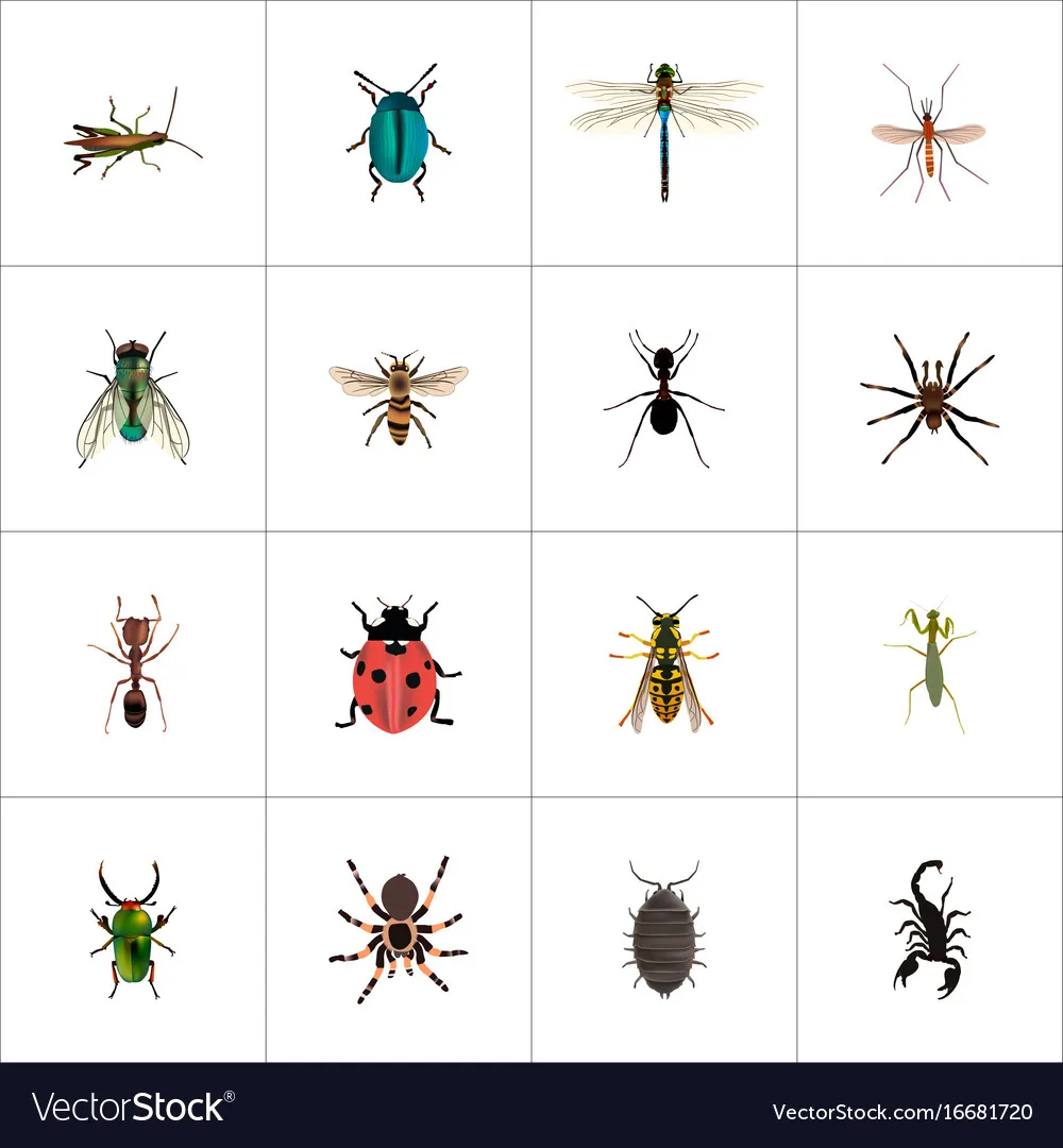 15579 tarantula hunting