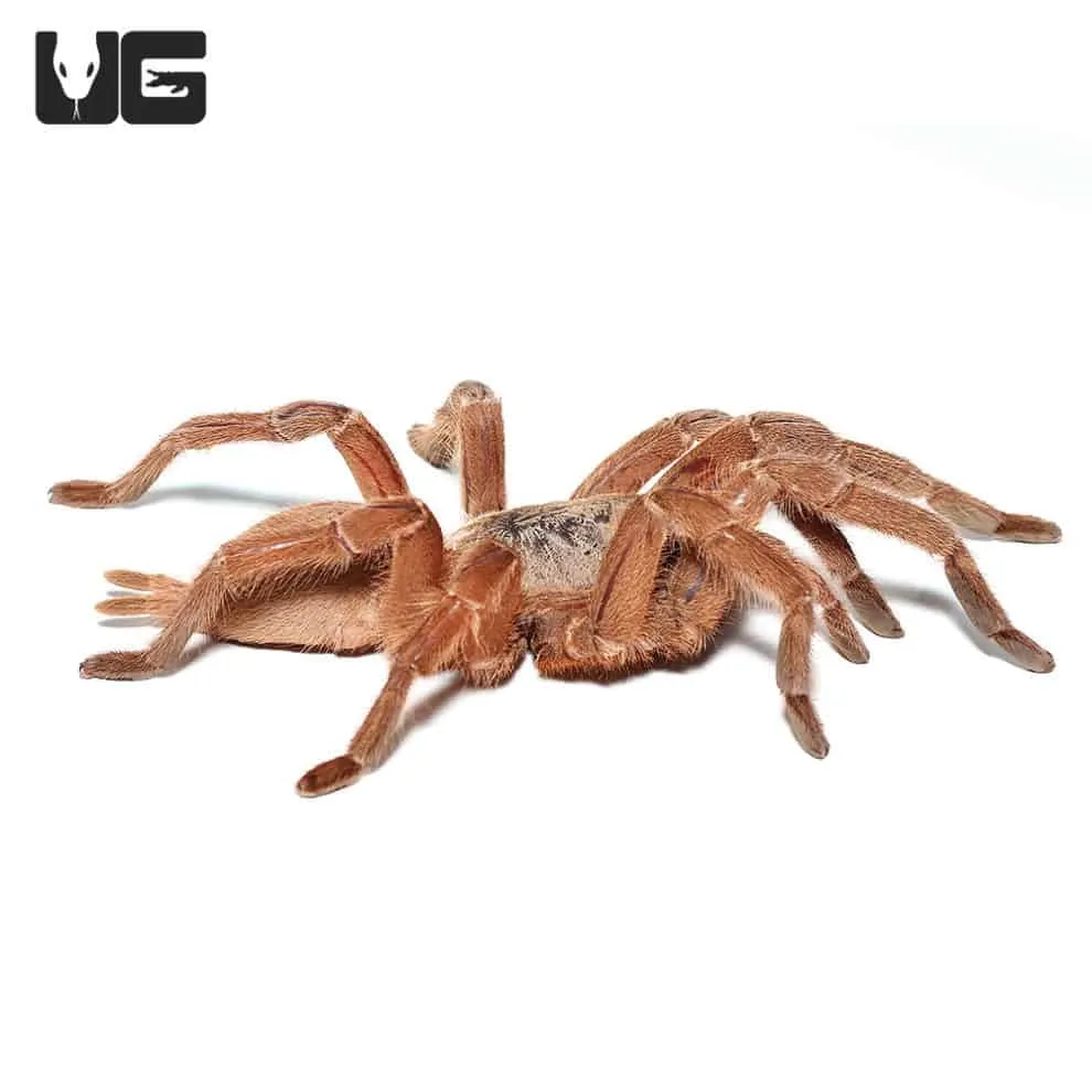 15580 asian birdeater tarantula handling