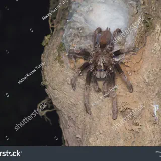 /img/15580-asian-birdeater-tarantula-spiderling.webp