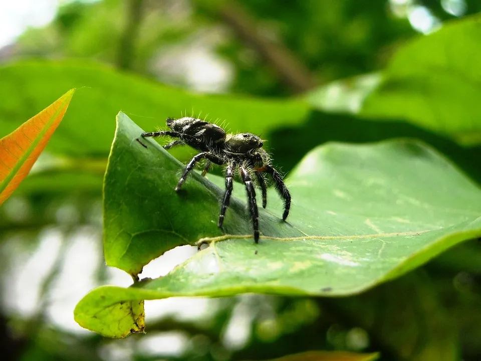 15581 black yellow tarantula close up