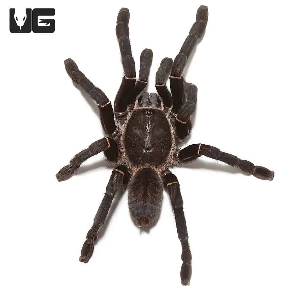 15581 black yellow tarantula predator