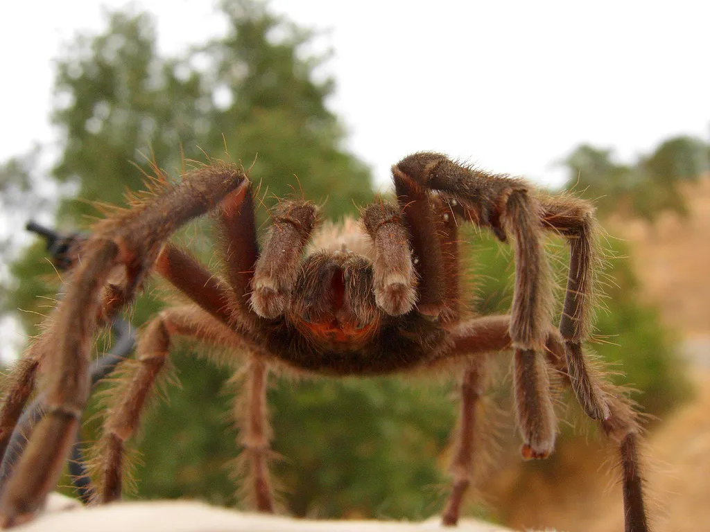 15582 burgundy goliath