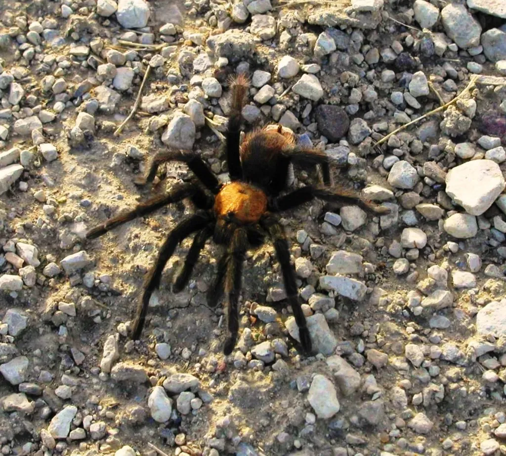 15583 tarantula spotting guide