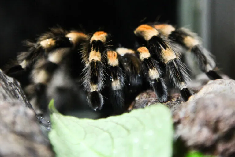 15584 tarantula celebrity name