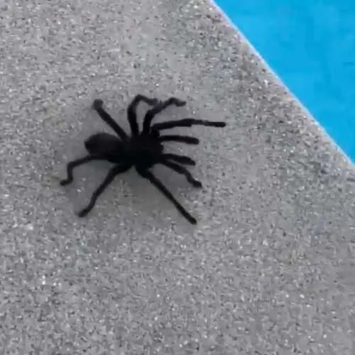 15585 tarantula infestation signs