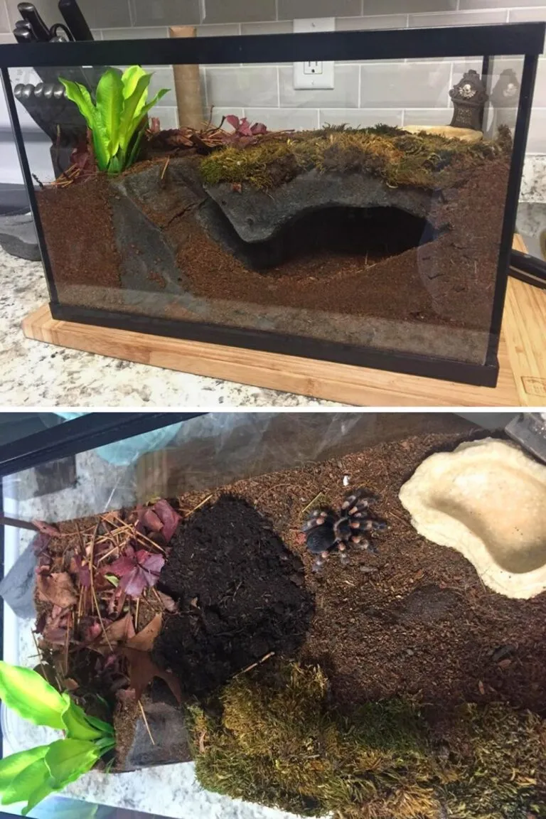 15587 diy tarantula enclosure